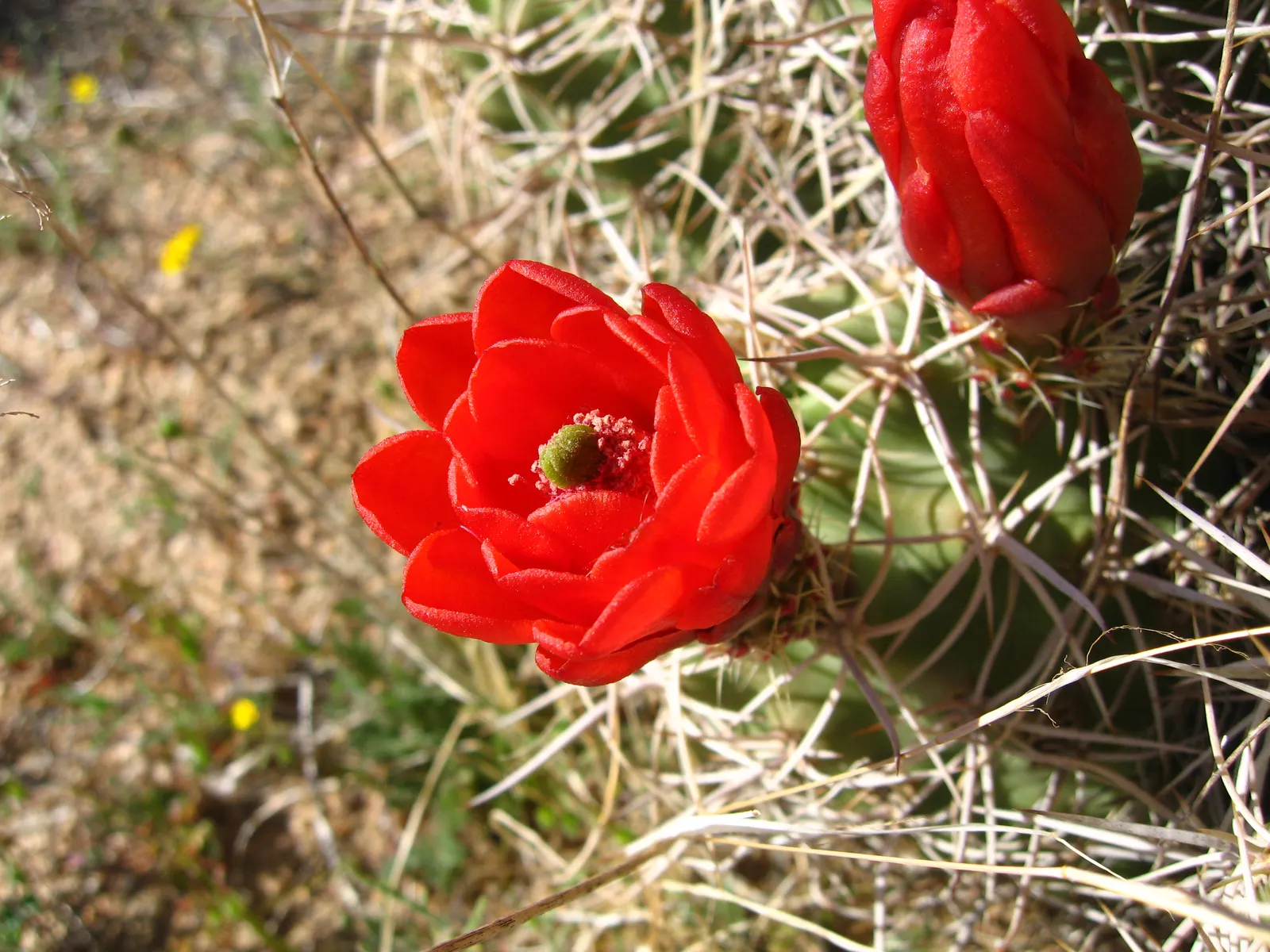 Claret Cup, Strawberry Cactus (Echinocereus Triglochidiatus) — Echinocereus triglochidiatus, commonly known as Claret Cup or Strawberry Cactus, image 73