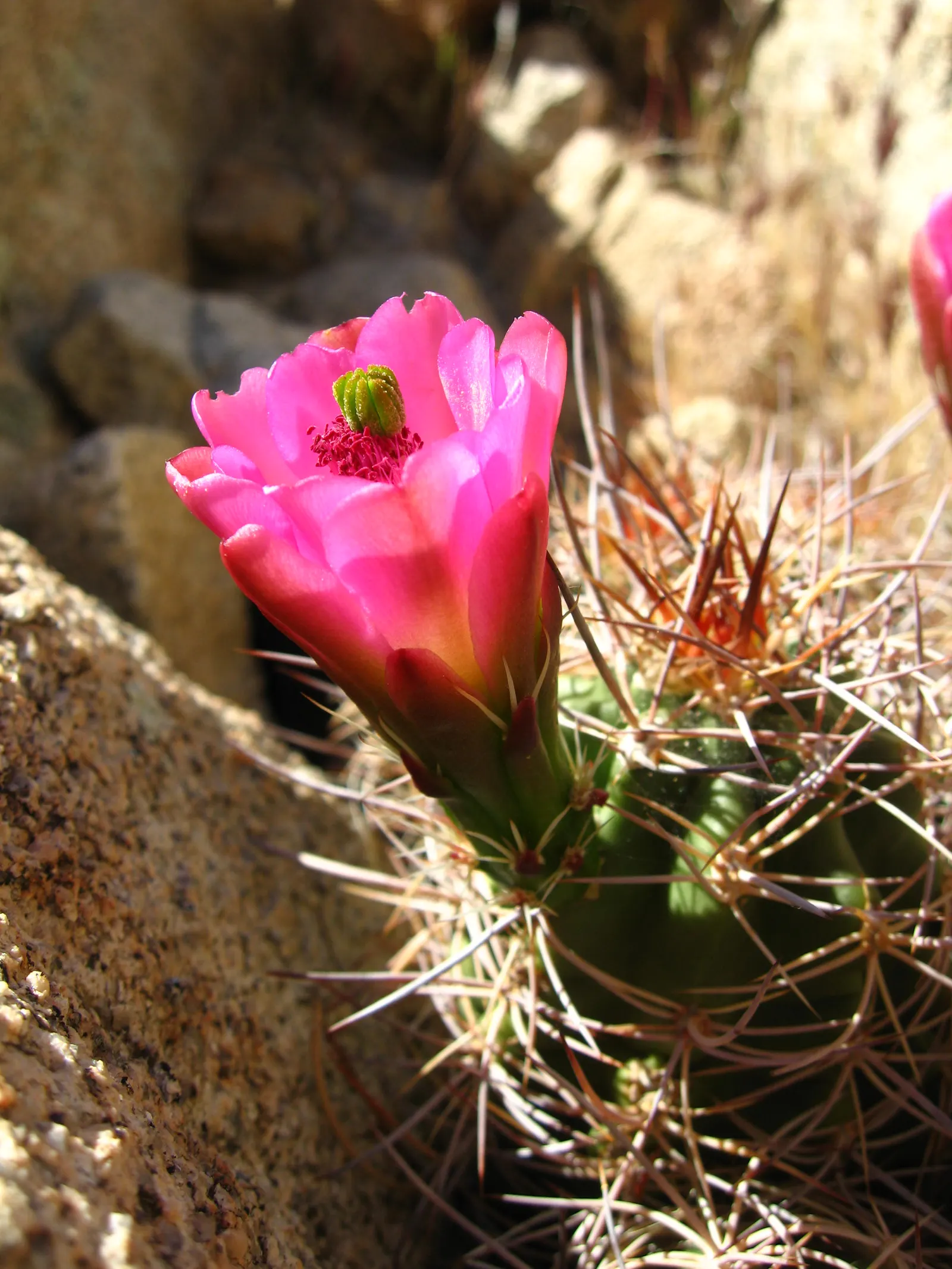 Claret Cup, Strawberry Cactus (Echinocereus Triglochidiatus) — cup-shaped flowers bloom in spring
