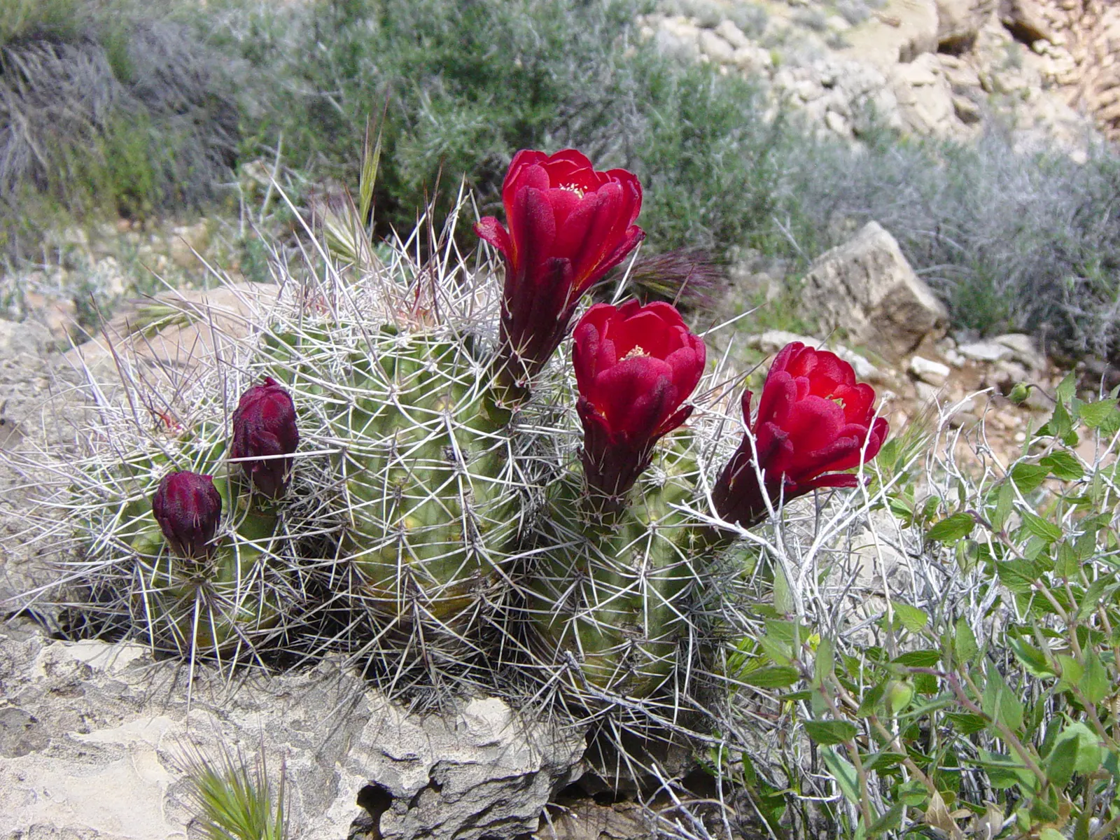 Claret Cup, Strawberry Cactus (Echinocereus Triglochidiatus) — making it perfect for low-maintenance; adds a touch of desert beauty to any, image 101