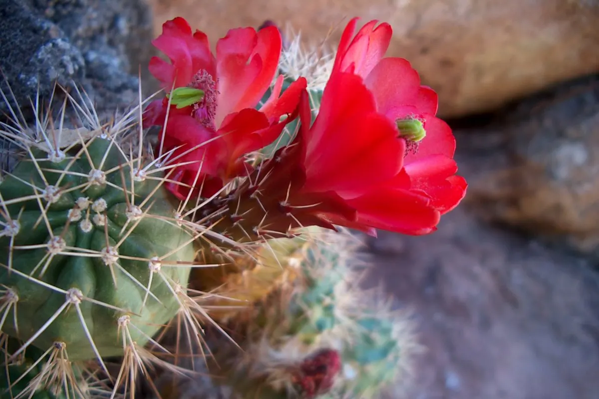 Claret Cup, Strawberry Cactus (Echinocereus Triglochidiatus) — Echinocereus triglochidiatus, commonly known as Claret Cup or Strawberry Cactus, image 49
