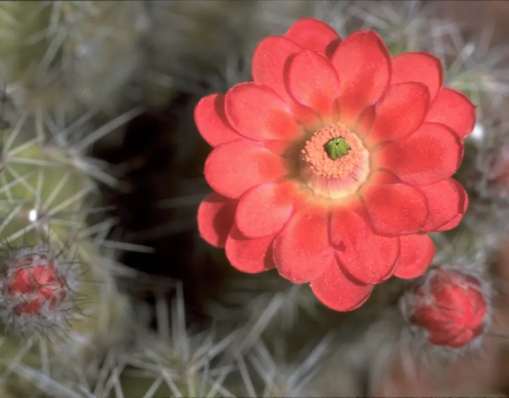 Claret Cup, Strawberry Cactus (Echinocereus Triglochidiatus) — with individual stems that can grow up to 6 inches in diameter and exceed 1 foot in height; this