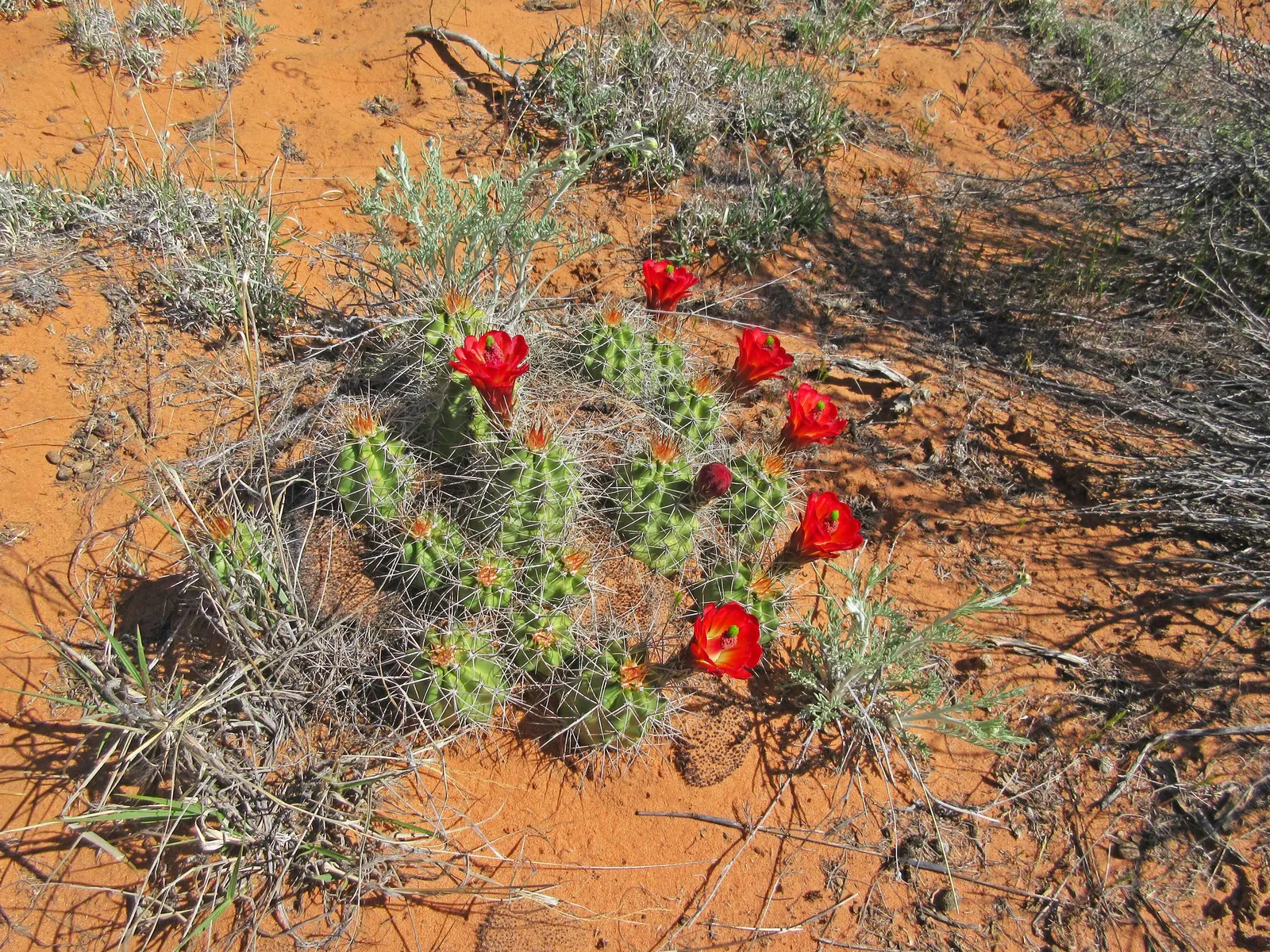 Claret Cup, Strawberry Cactus (Echinocereus Triglochidiatus) — orange flowers in the garden; commonly referred to as the Claret Cup or Strawberry, image 94