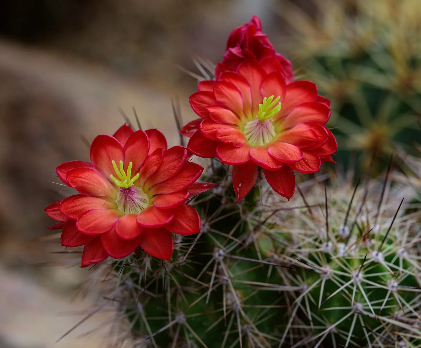Claret Cup, Strawberry Cactus (Echinocereus Triglochidiatus) — resilient plant selection that provides seasonal color and architectural interest, image 92