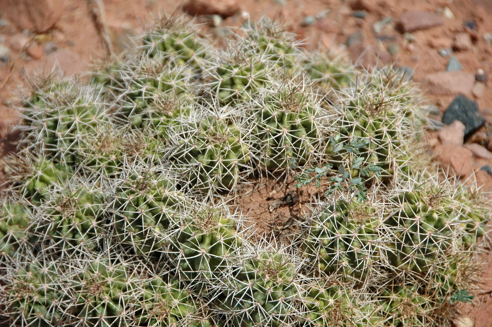 Claret Cup, Strawberry Cactus (Echinocereus Triglochidiatus) — adds a touch of desert beauty to any landscape design; making it perfect for low-maintenance