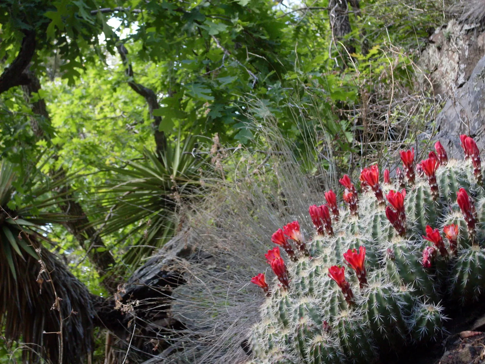 Claret Cup, Strawberry Cactus (Echinocereus Triglochidiatus) — adds a touch of desert beauty to any landscape design; making it perfect for, image 56