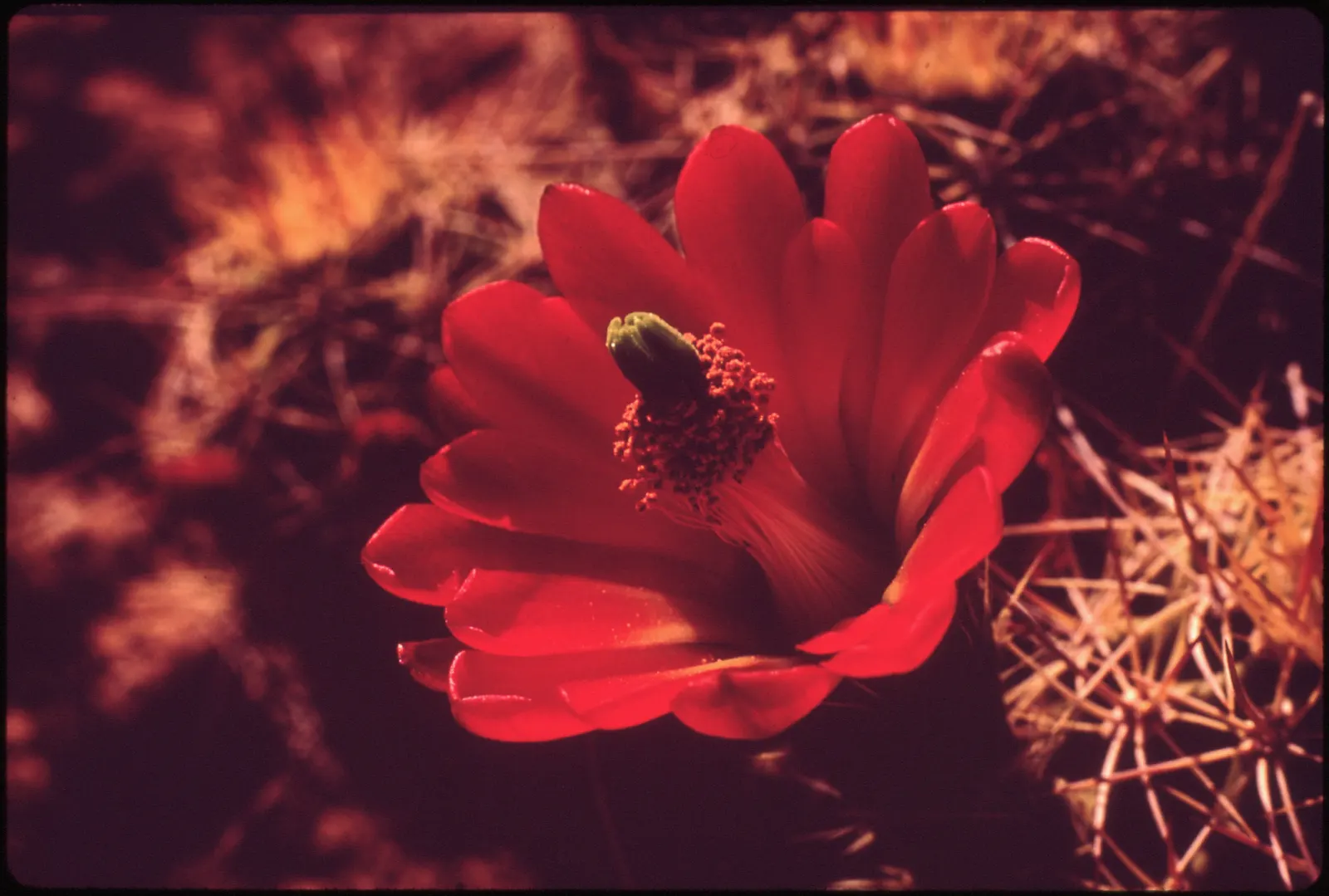 Claret Cup, Strawberry Cactus (Echinocereus Triglochidiatus) — The flowers are a nectar source for hummingbirds; water-efficient landscapes, image 63