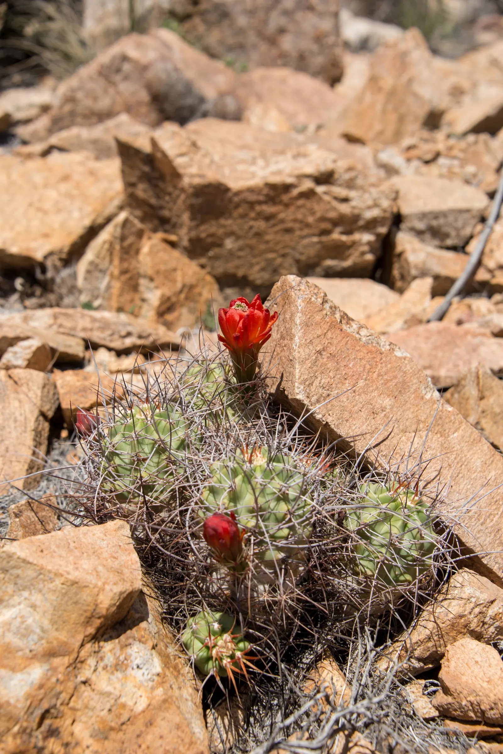 Claret Cup, Strawberry Cactus (Echinocereus Triglochidiatus) — making it perfect for low-maintenance; adds a touch of desert beauty to any landscape design
