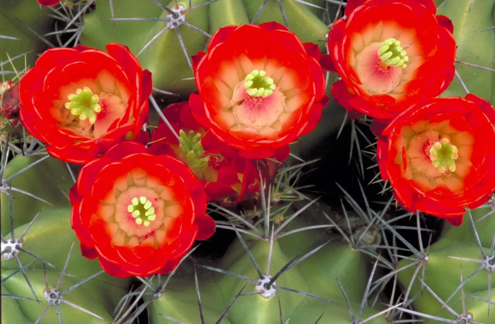 Claret Cup, Strawberry Cactus (Echinocereus Triglochidiatus) — cactus / succulent with orange blooms