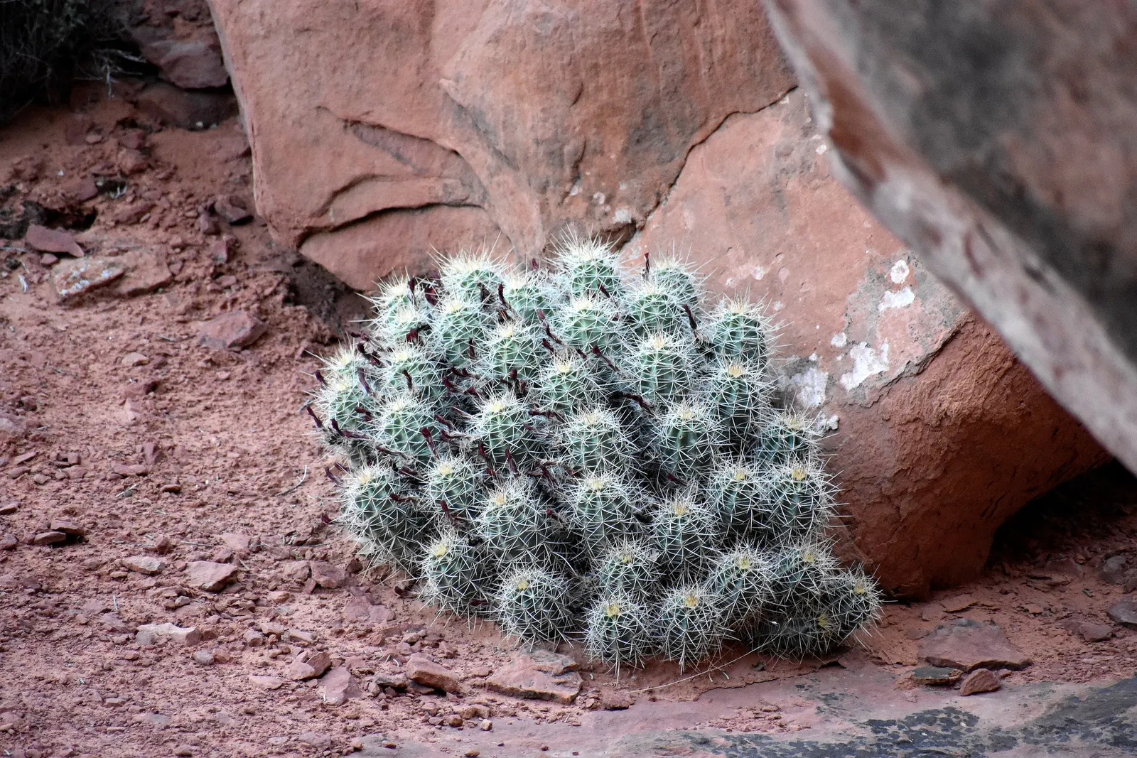 Claret Cup, Strawberry Cactus (Echinocereus Triglochidiatus) — cup-shaped flowers bloom in spring; it prefers well-draining soil, image 51