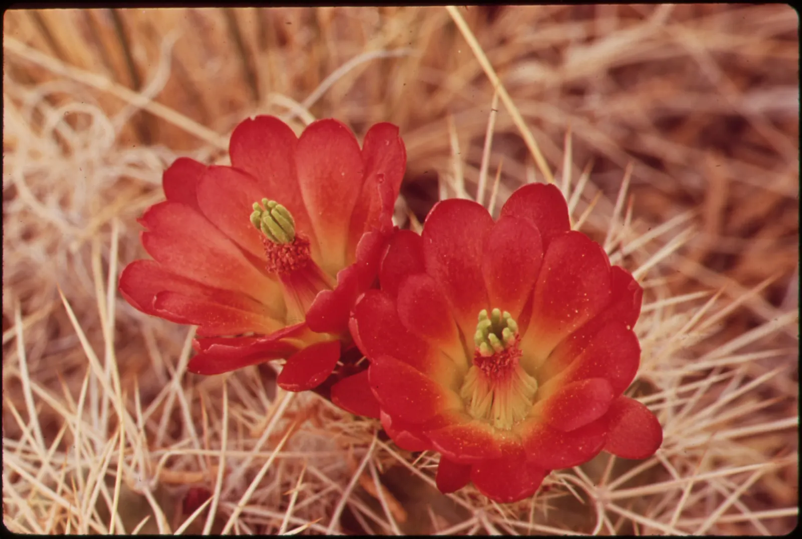 Claret Cup, Strawberry Cactus (Echinocereus Triglochidiatus) — orange flowers in the garden; commonly referred to as the Claret Cup or Strawberry, image 118