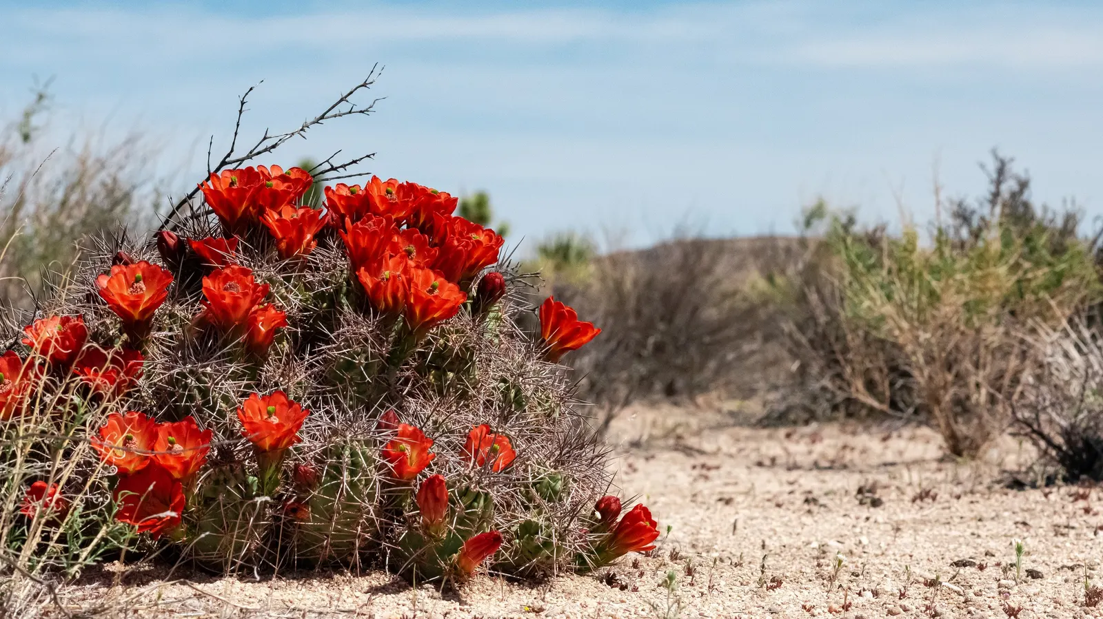 Claret Cup, Strawberry Cactus (Echinocereus Triglochidiatus) — This cacti species prides itself on its hardiness; with individual stems that can grow up to 6