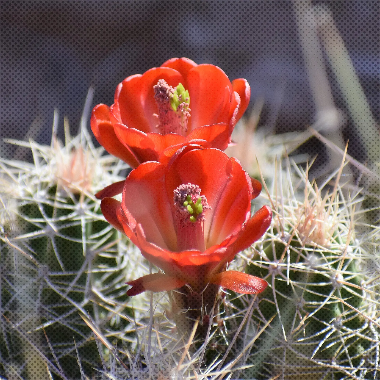 Claret Cup, Strawberry Cactus (Echinocereus Triglochidiatus) — thus incorporating a dynamic ecosystem interaction into your landscape; exhibiting striking