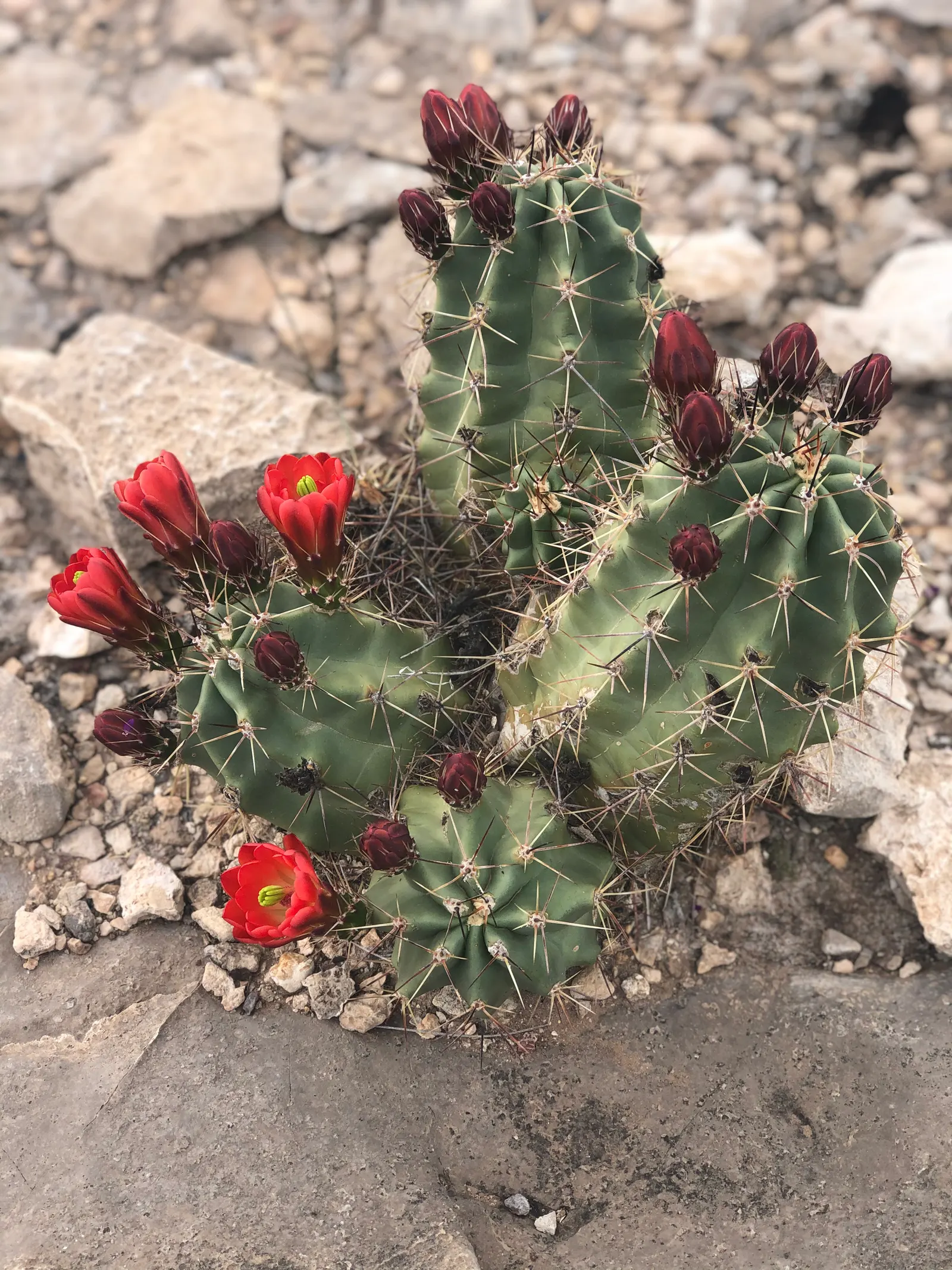 Claret Cup, Strawberry Cactus (Echinocereus Triglochidiatus) — incorporating the Echinocereus triglochidiatus offers a low-maintenance; capable of, image 91