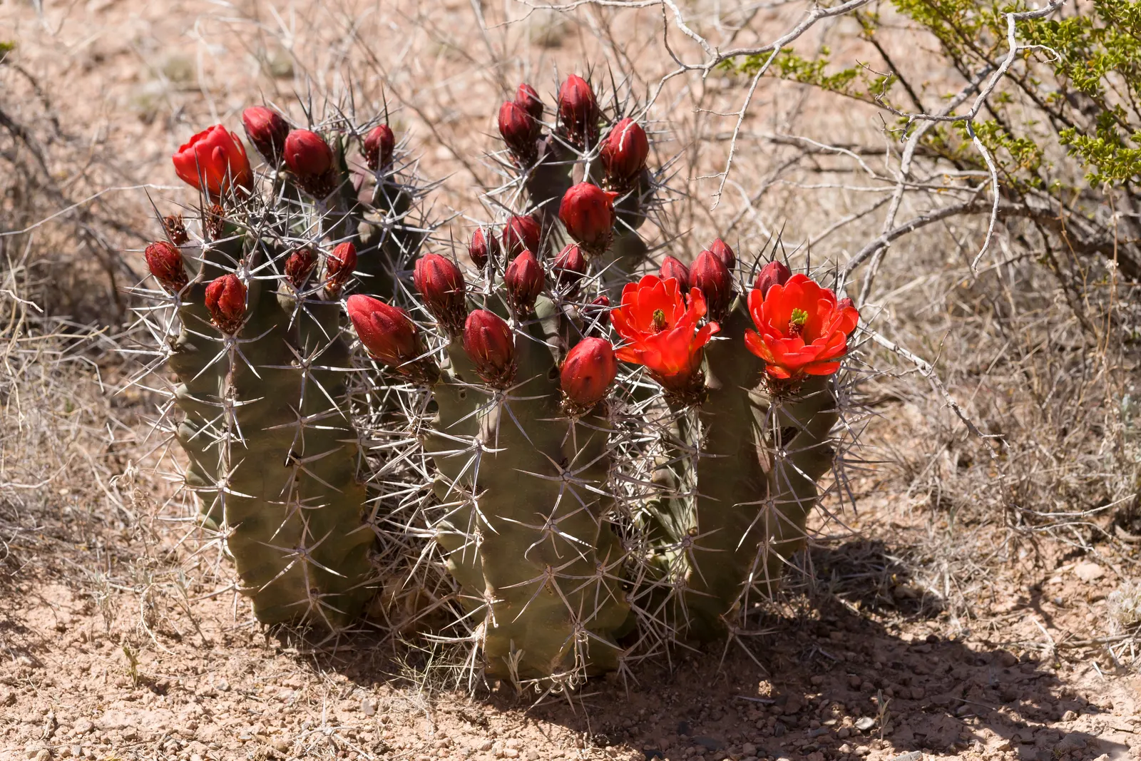 Claret Cup, Strawberry Cactus (Echinocereus Triglochidiatus) — cactus / succulent with orange blooms; ideally grown in full sun to partial shade to optimize