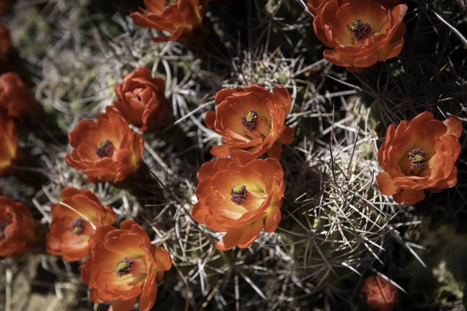Claret Cup, Strawberry Cactus (Echinocereus Triglochidiatus) — water-efficient landscapes; the flowers are a nectar source for hummingbirds, image 78