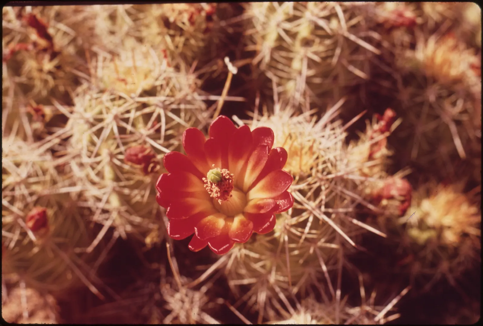 Claret Cup, Strawberry Cactus (Echinocereus Triglochidiatus) — ideally grown in full sun to partial shade to optimize blooming