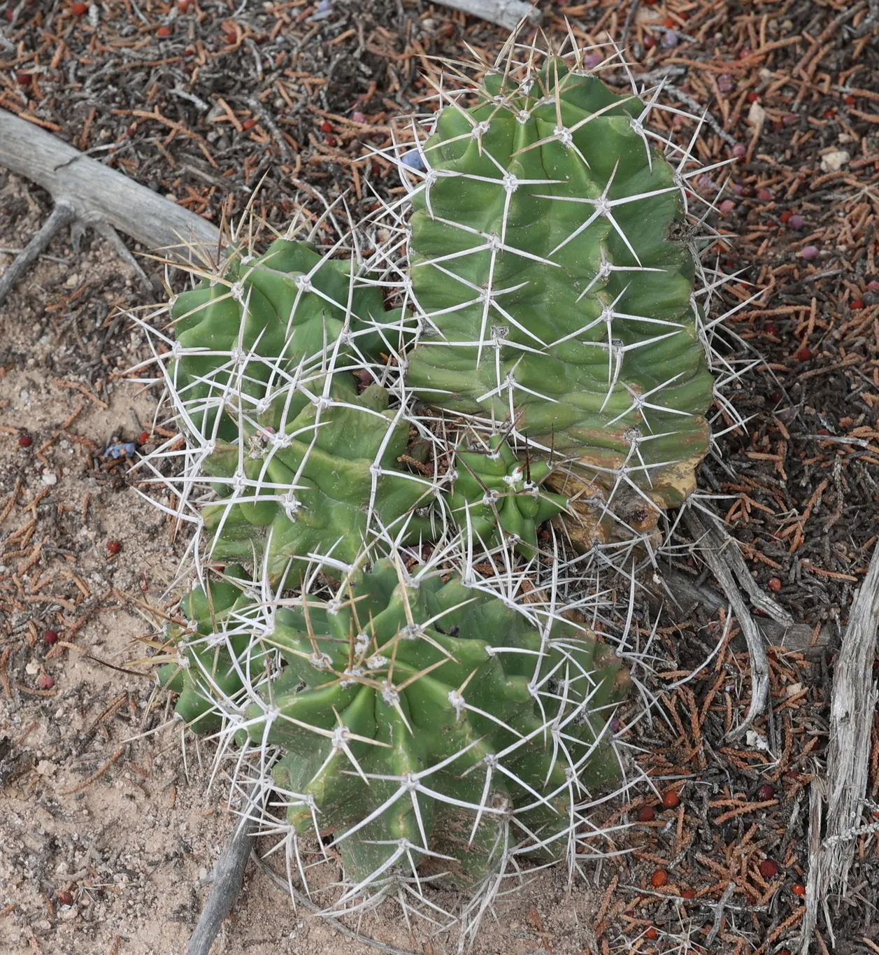 Claret Cup, Strawberry Cactus (Echinocereus Triglochidiatus) — The cactus features a mound-forming habit