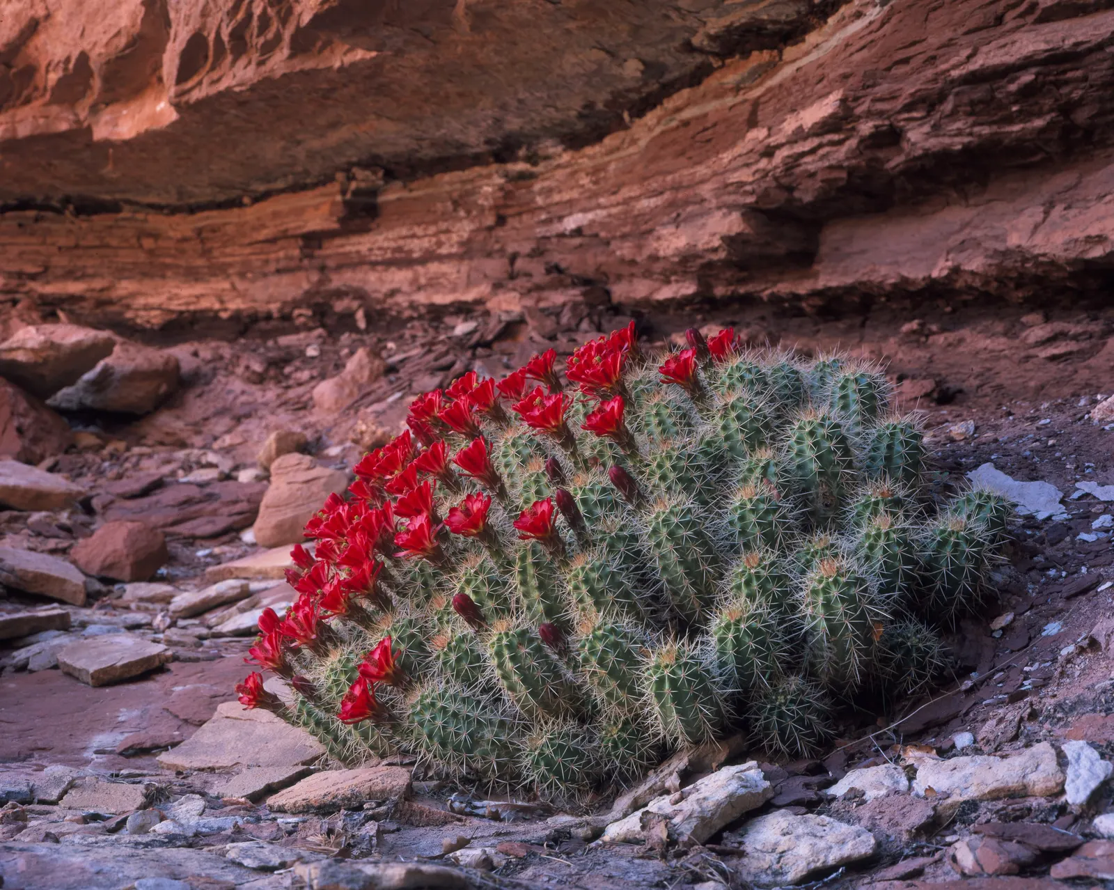 Claret Cup, Strawberry Cactus (Echinocereus Triglochidiatus) — offering a striking contrast against the green cylindrical stems festooned with, image 52