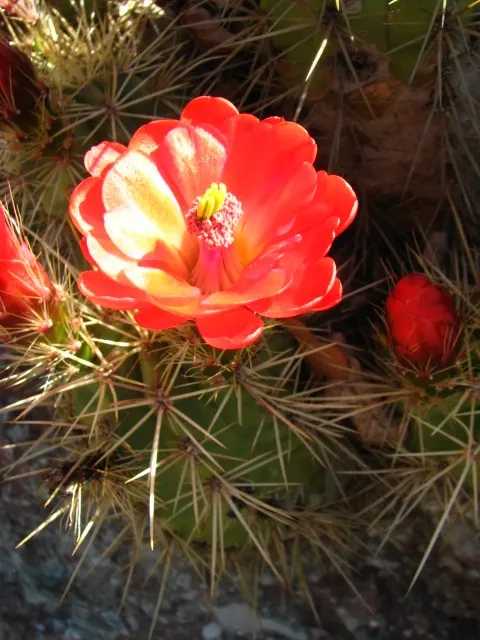 Claret Cup, Strawberry Cactus (Echinocereus Triglochidiatus) — thus incorporating a dynamic ecosystem interaction into your landscape; exhibiting, image 88