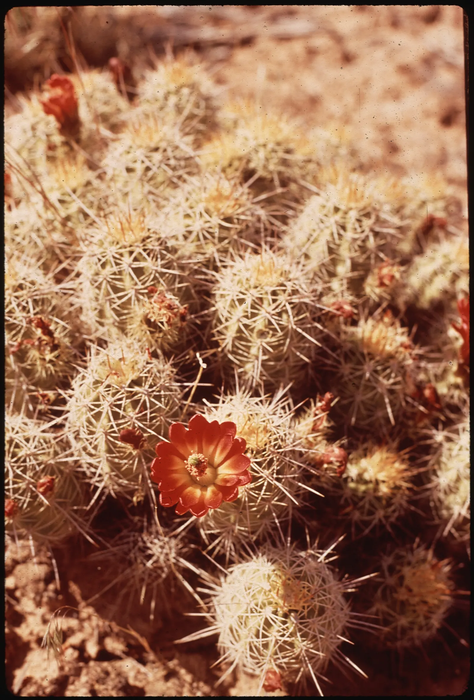 Claret Cup, Strawberry Cactus (Echinocereus Triglochidiatus) — Additionally, this cactus is drought-tolerant, a substantial benefit for water-wise gardens