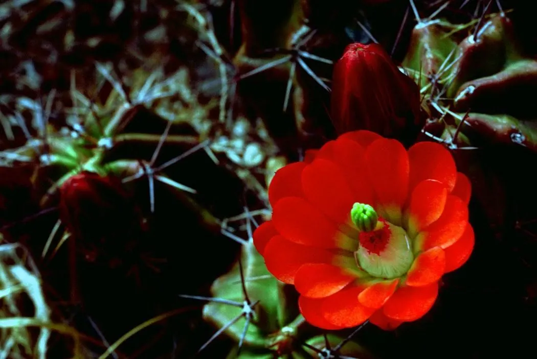 Claret Cup, Strawberry Cactus (Echinocereus Triglochidiatus) — exhibiting striking tubular flowers that range in color from scarlet to orange-red; thus