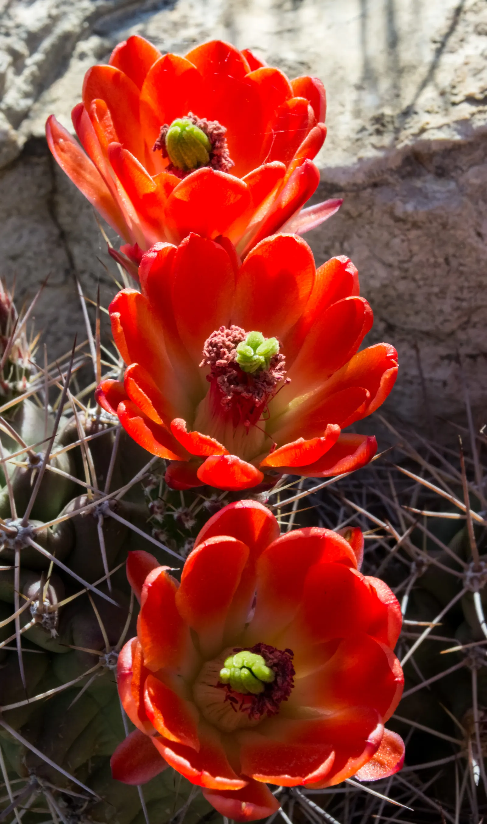 Claret Cup, Strawberry Cactus (Echinocereus Triglochidiatus) — ideally grown in full sun to partial shade to optimize blooming; cactus / succulent, image 110