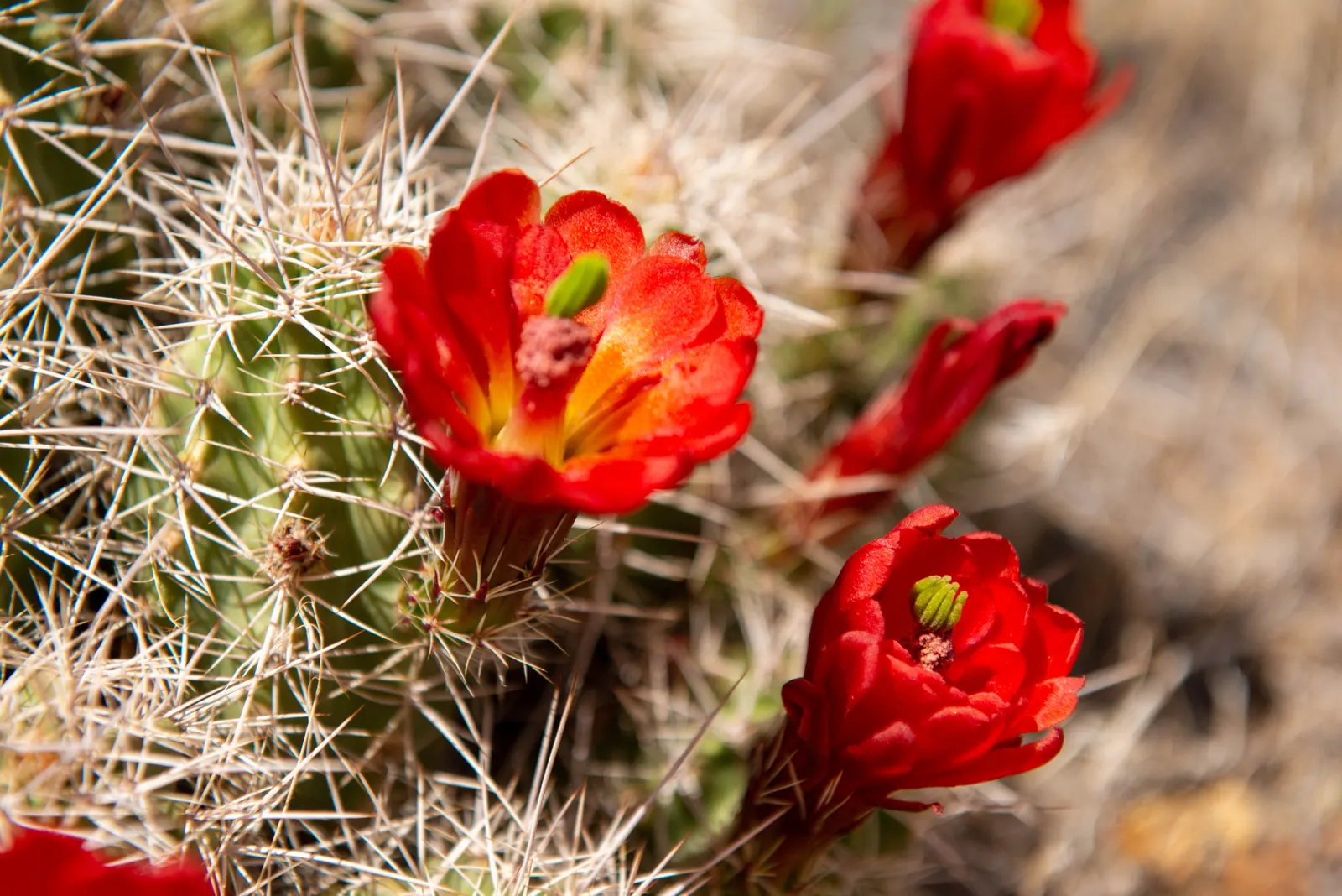 Claret Cup, Strawberry Cactus (Echinocereus Triglochidiatus) — capable of thriving in USDA zones 5 through 11 and can handle temperatures down to, image 82