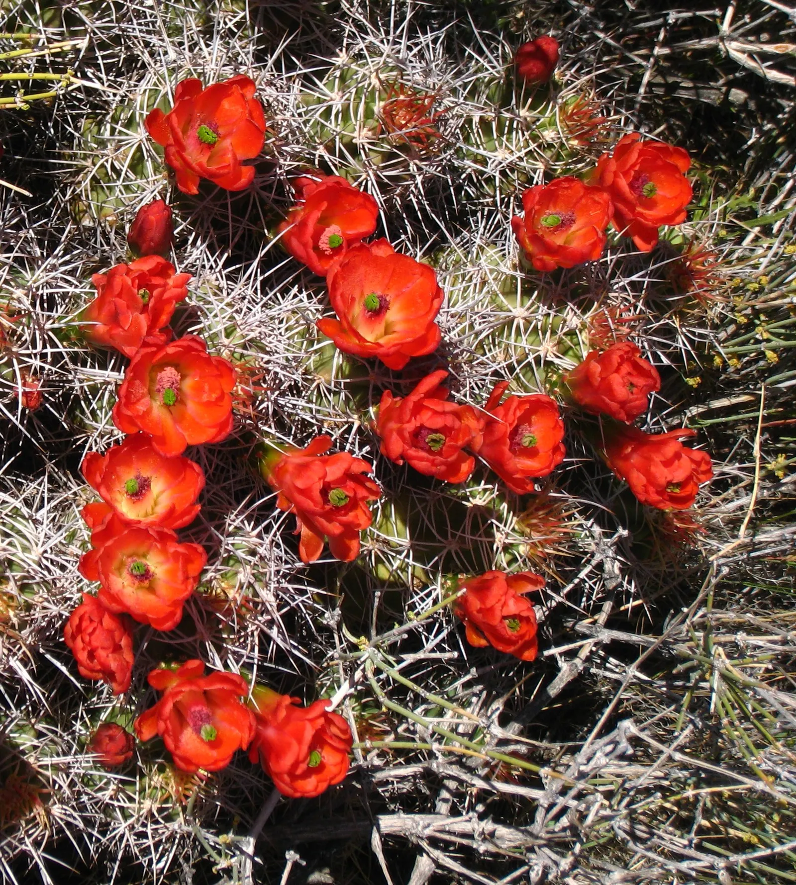Claret Cup, Strawberry Cactus (Echinocereus Triglochidiatus) — Additionally, this cactus is drought-tolerant, a substantial benefit for water-wise, image 41