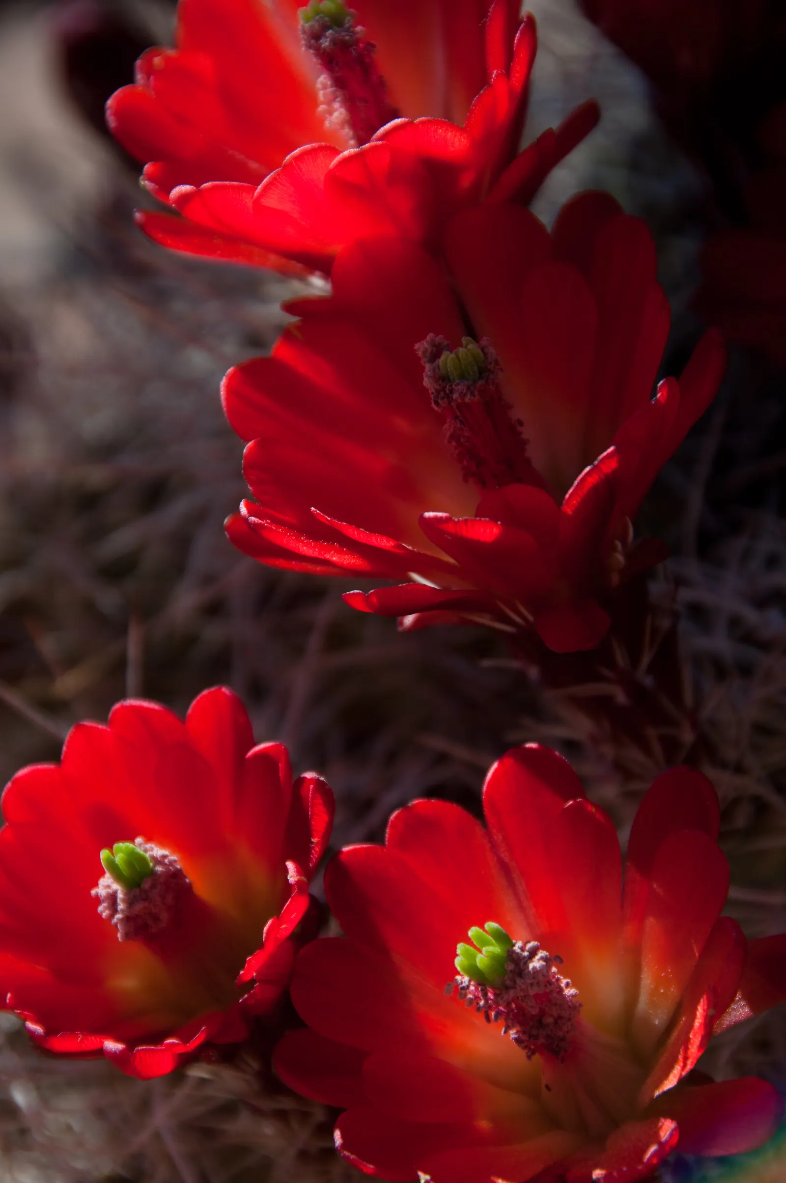 Claret Cup, Strawberry Cactus (Echinocereus Triglochidiatus) — cactus / succulent for full; serving both aesthetic and ecological functions, image 96
