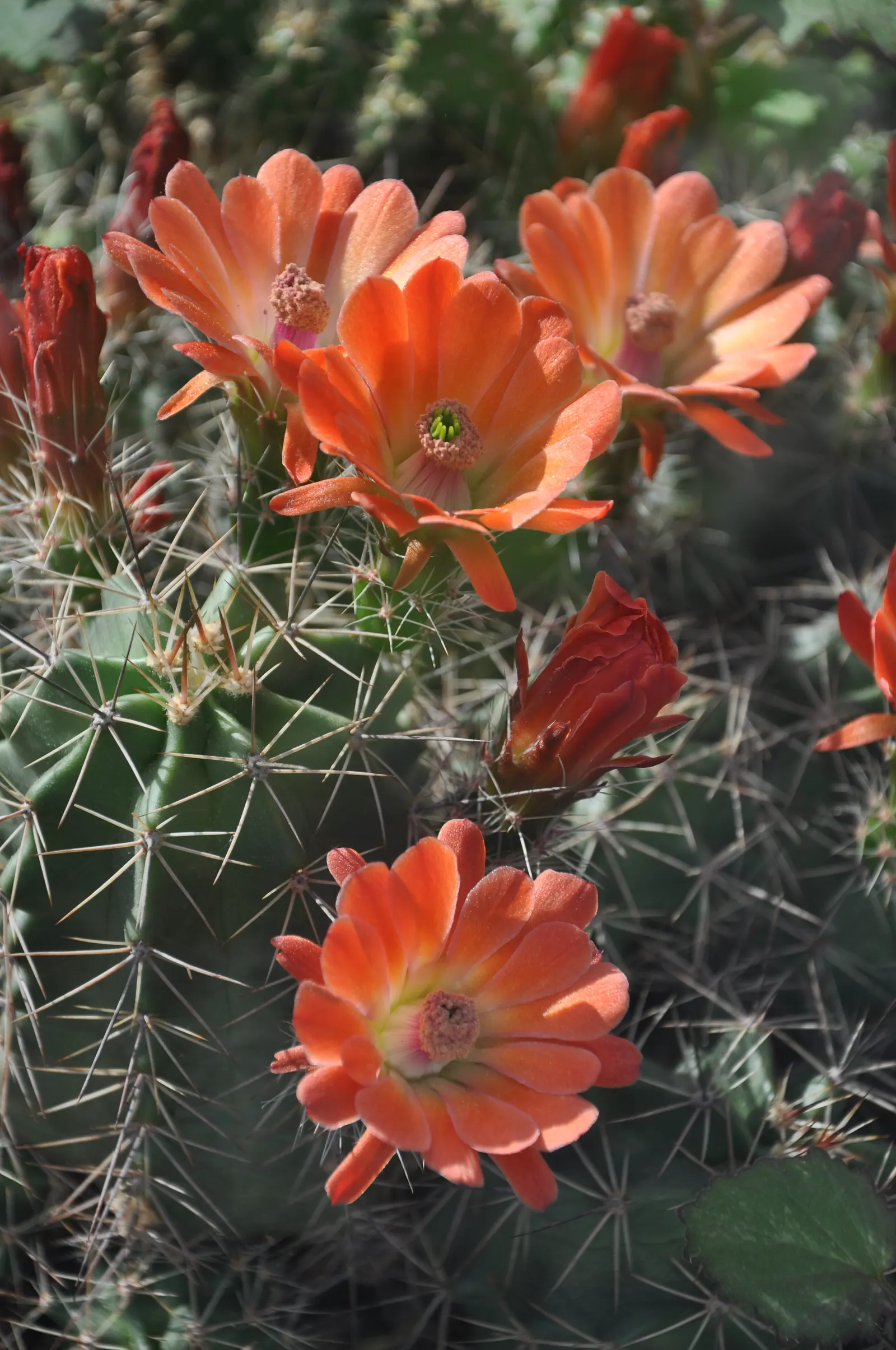 Claret Cup, Strawberry Cactus (Echinocereus Triglochidiatus) — resilient plant selection that provides seasonal color and architectural interest, image 68