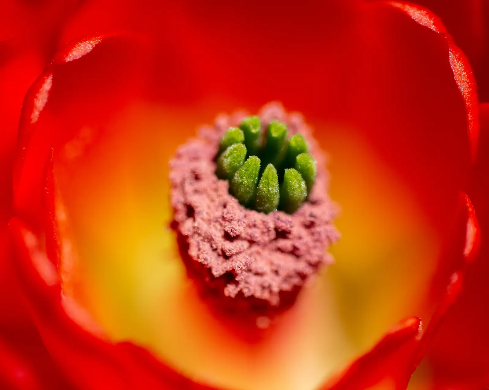 Claret Cup, Strawberry Cactus (Echinocereus Triglochidiatus) — Additionally, this cactus is drought-tolerant, a substantial benefit for water-wise, image 65