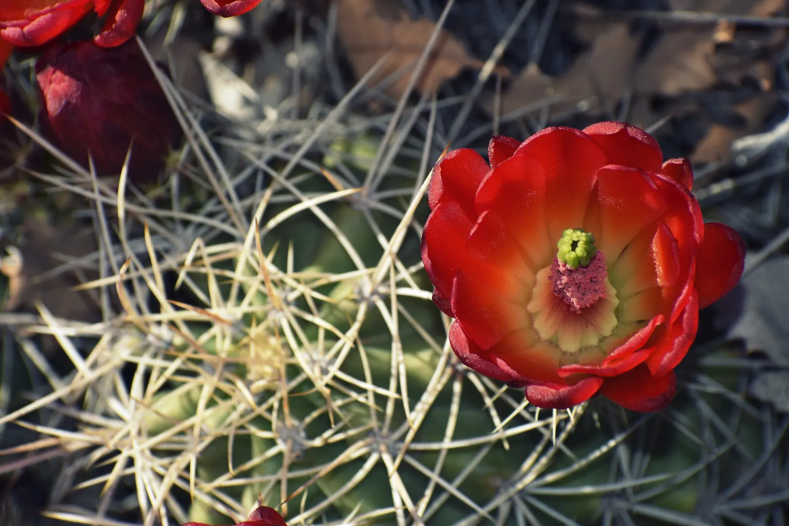 Claret Cup, Strawberry Cactus (Echinocereus Triglochidiatus) — exhibiting striking tubular flowers that range in color from scarlet to orange-red