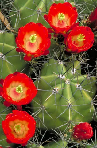 Claret Cup, Strawberry Cactus (Echinocereus Triglochidiatus) — offering a striking contrast against the green cylindrical stems festooned with, image 76