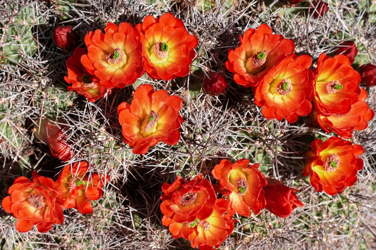 Claret Cup, Strawberry Cactus (Echinocereus Triglochidiatus) — This cactus forms clumps reaching 6-18 inches in height and up to 2 feet wide; the, image 50