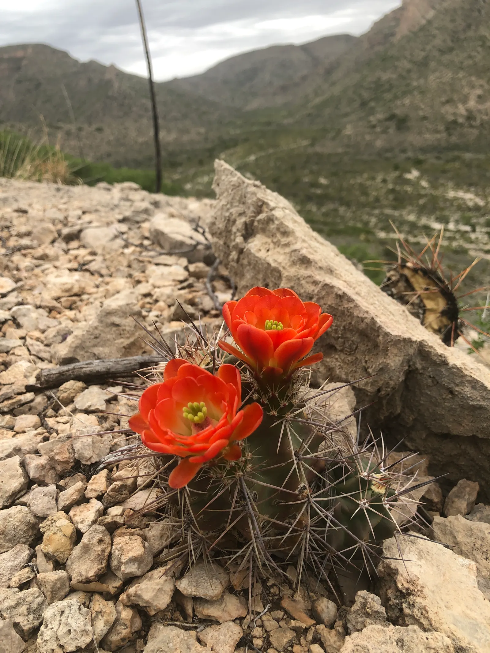 Claret Cup, Strawberry Cactus (Echinocereus Triglochidiatus) — commonly referred to as the Claret Cup or Strawberry Cactus; orange flowers in the, image 103