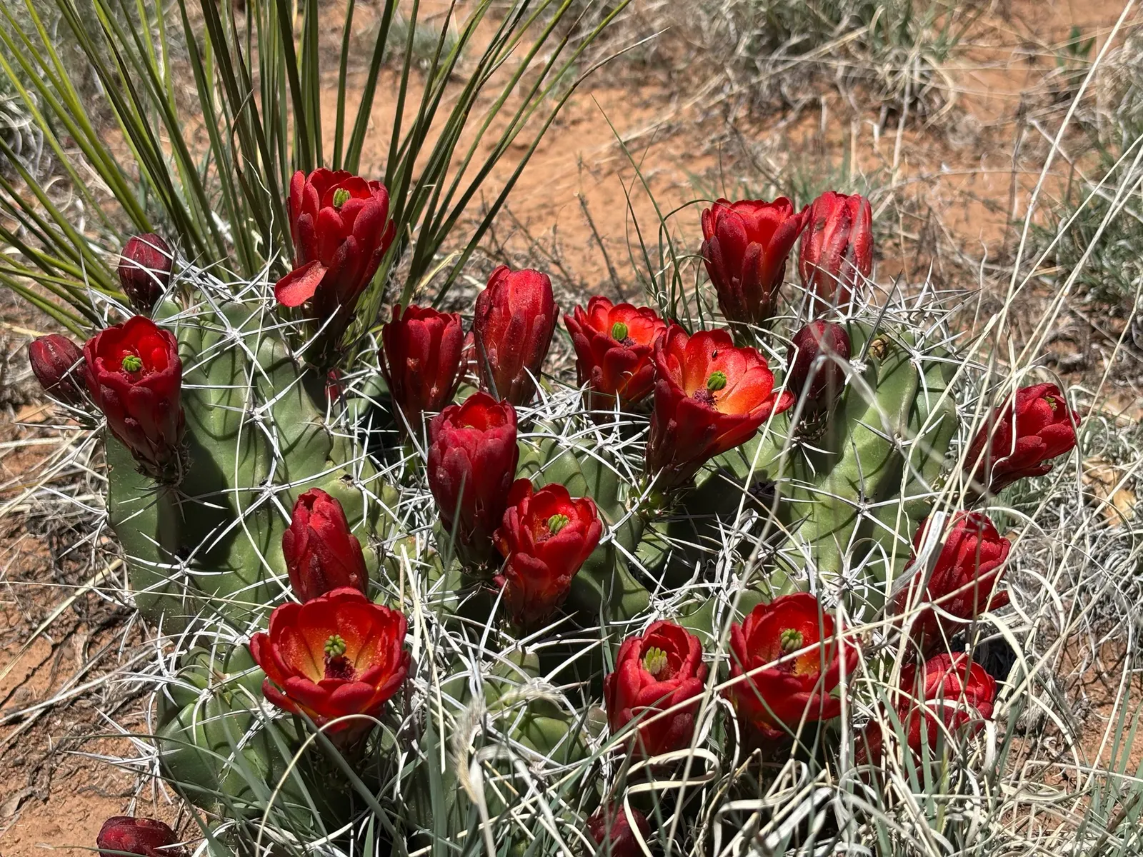 Claret Cup, Strawberry Cactus (Echinocereus Triglochidiatus) — The cactus features a mound-forming habit; this cactus forms clumps reaching 6-18, image 59