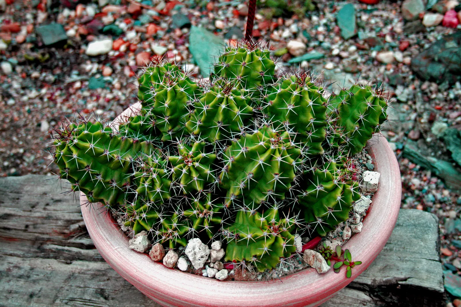 Claret Cup, Strawberry Cactus (Echinocereus Triglochidiatus) — commonly referred to as the Claret Cup or Strawberry Cactus; orange flowers in the garden