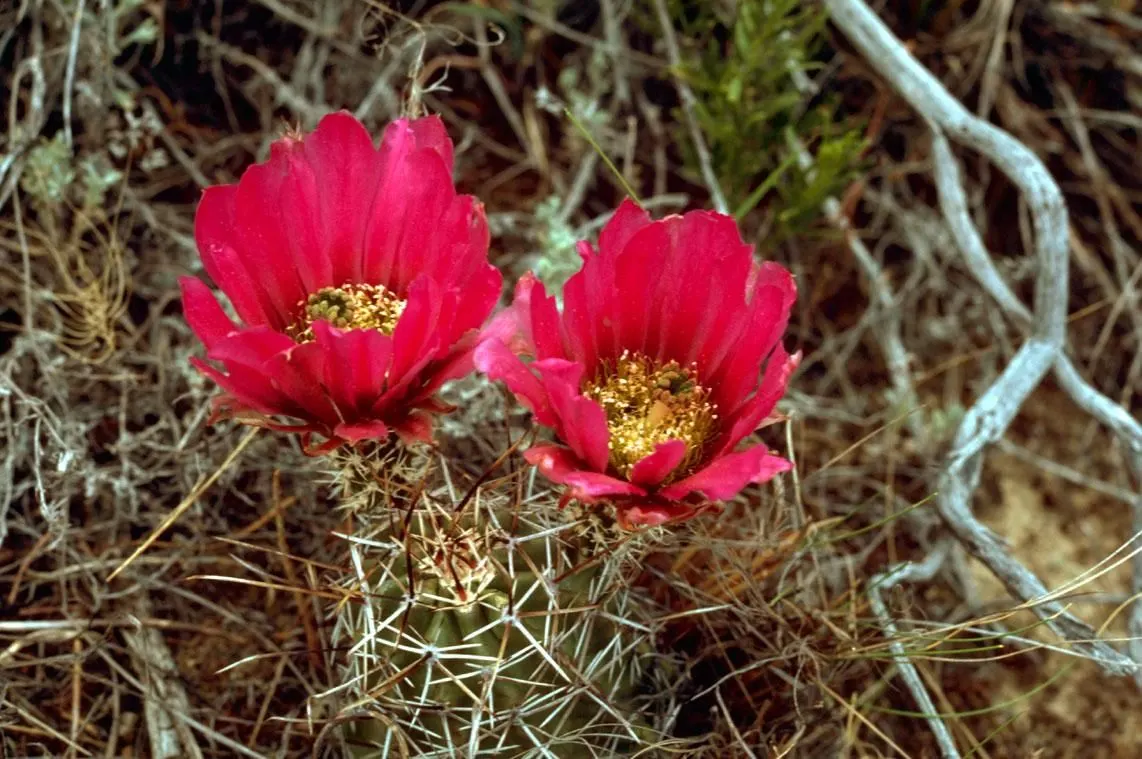 Claret Cup, Strawberry Cactus (Echinocereus Triglochidiatus) — This cactus forms clumps reaching 6-18 inches in height and up to 2 feet wide; the cactus