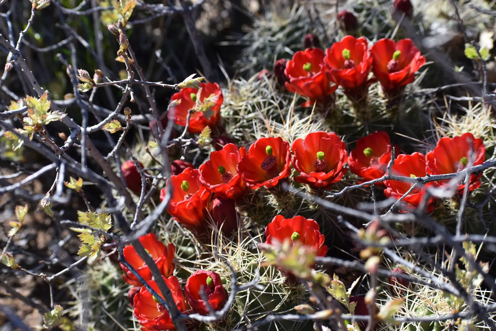 Claret Cup, Strawberry Cactus (Echinocereus Triglochidiatus) — ideally grown in full sun to partial shade to optimize blooming; cactus / succulent, image 62