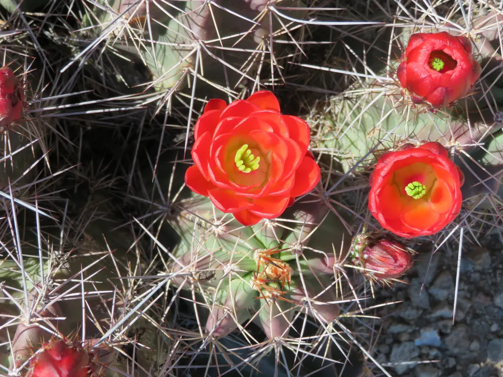 Claret Cup, Strawberry Cactus (Echinocereus Triglochidiatus) — The flowers are a nectar source for hummingbirds; water-efficient landscapes