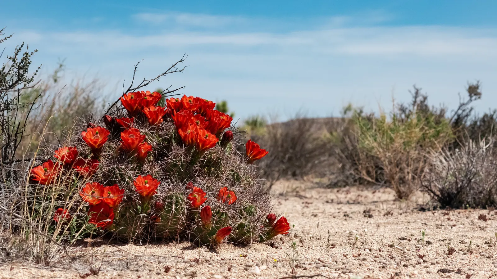Claret Cup, Strawberry Cactus (Echinocereus Triglochidiatus) — This cacti species prides itself on its hardiness; with individual stems that can, image 57