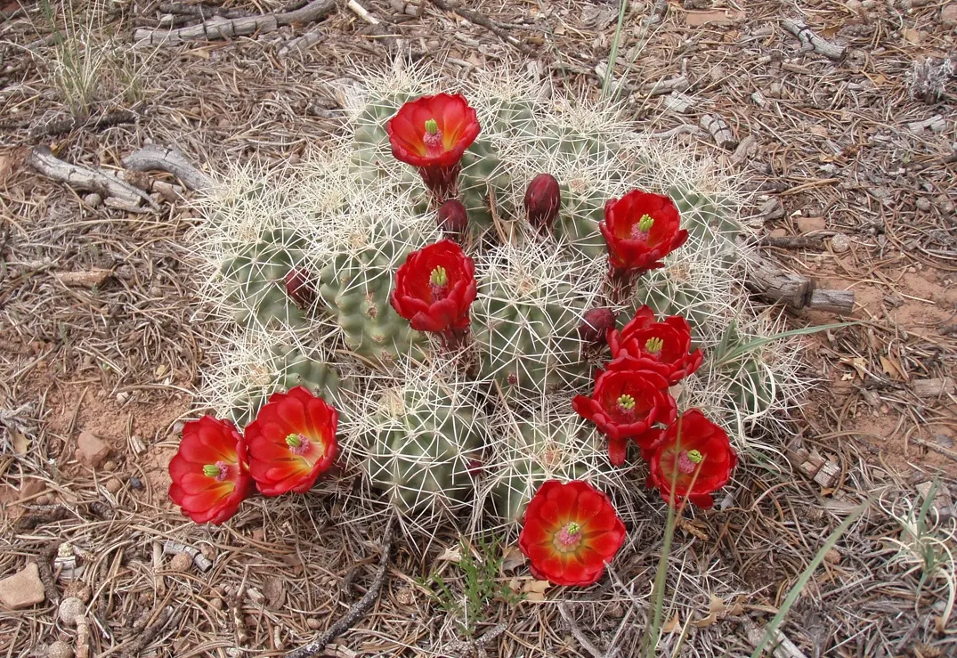 Claret Cup, Strawberry Cactus (Echinocereus Triglochidiatus) — water-efficient landscapes; the flowers are a nectar source for hummingbirds, image 102