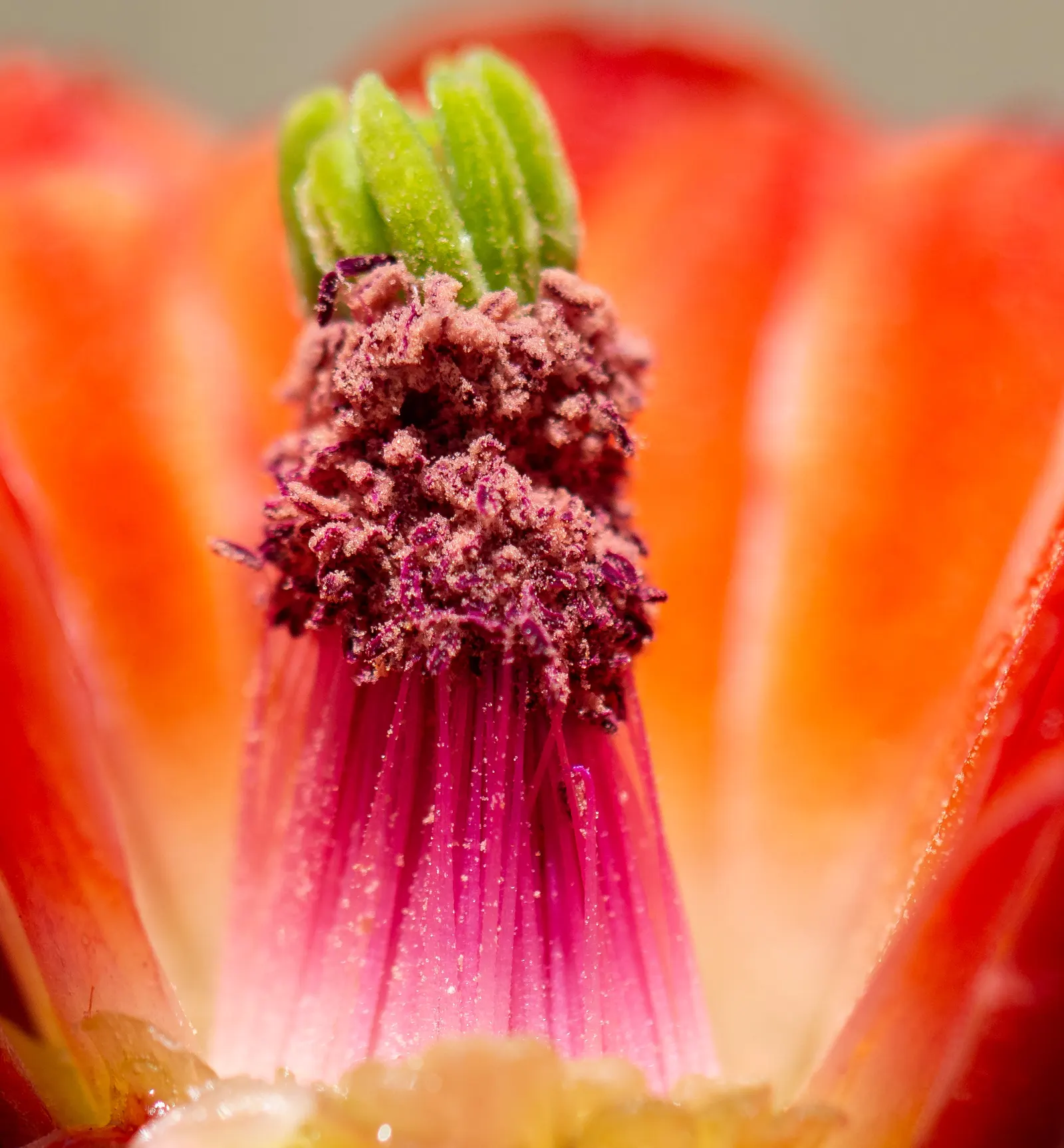 Claret Cup, Strawberry Cactus (Echinocereus Triglochidiatus) — Echinocereus triglochidiatus, commonly known as Claret Cup or Strawberry Cactus, thrives in arid