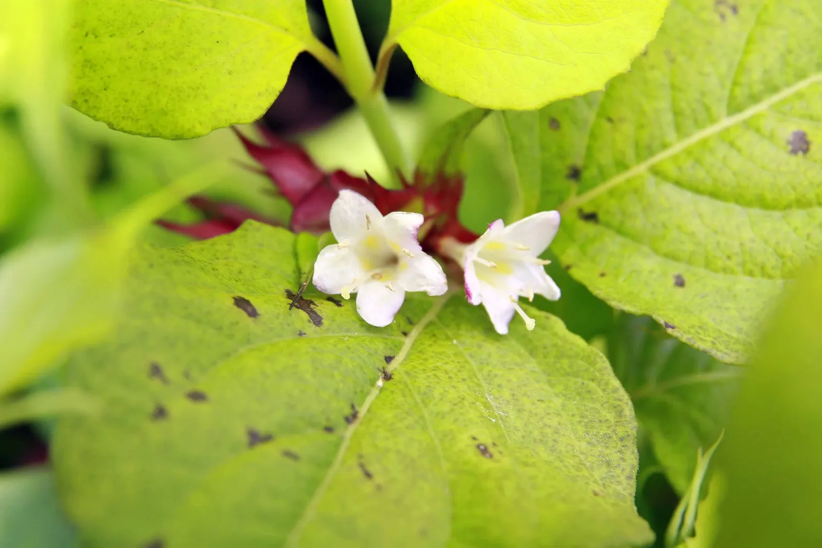 Golden Lanterns Pheasant Bush (Leycesteria Formosa 'Golden Lanterns') — It reaches up to 6 ft in height and spreads up to 4 ft