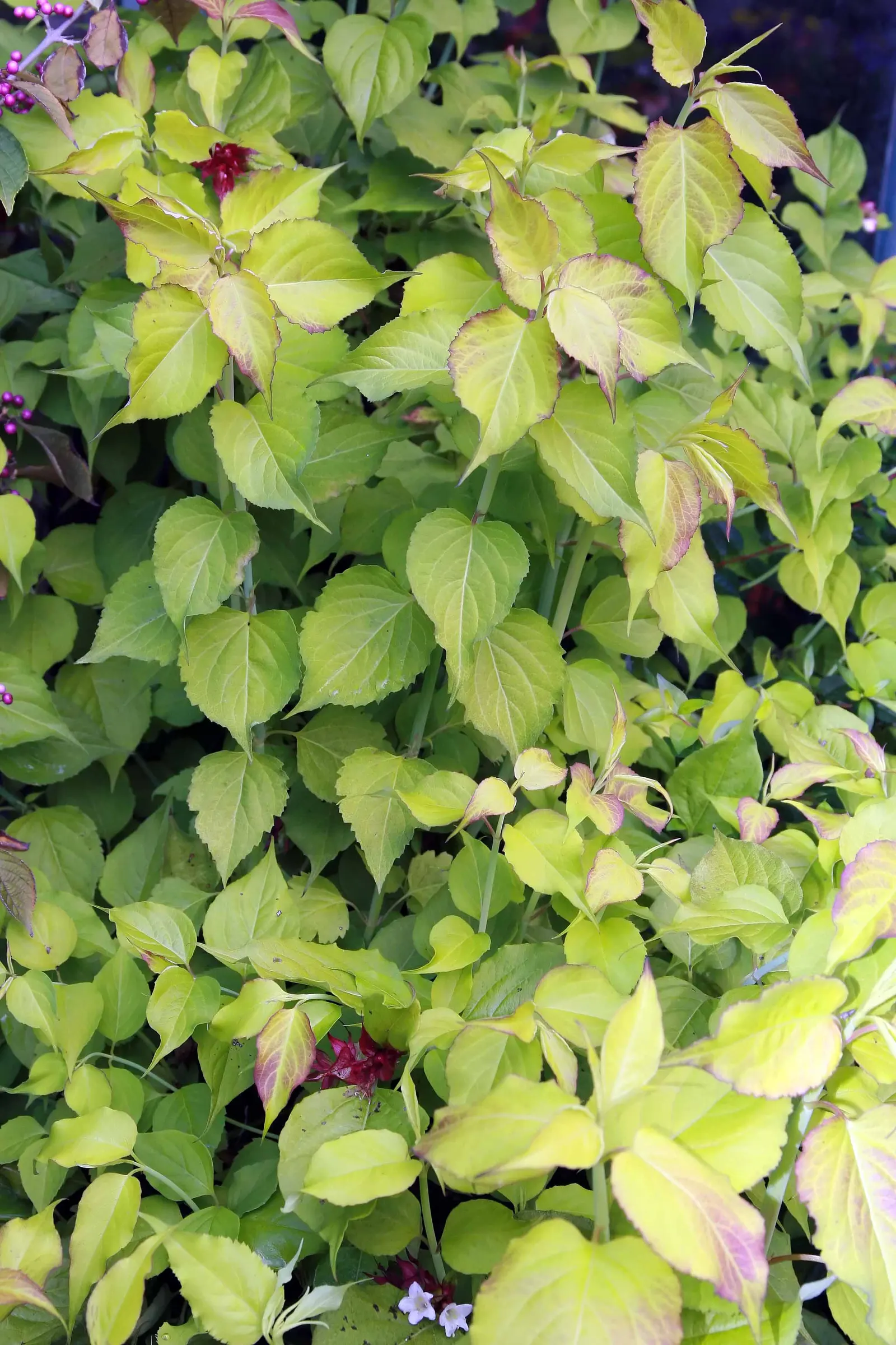 Golden Lanterns Pheasant Bush (Leycesteria Formosa 'Golden Lanterns') — This plant thrives in partial to full sun and prefers well-drained soil