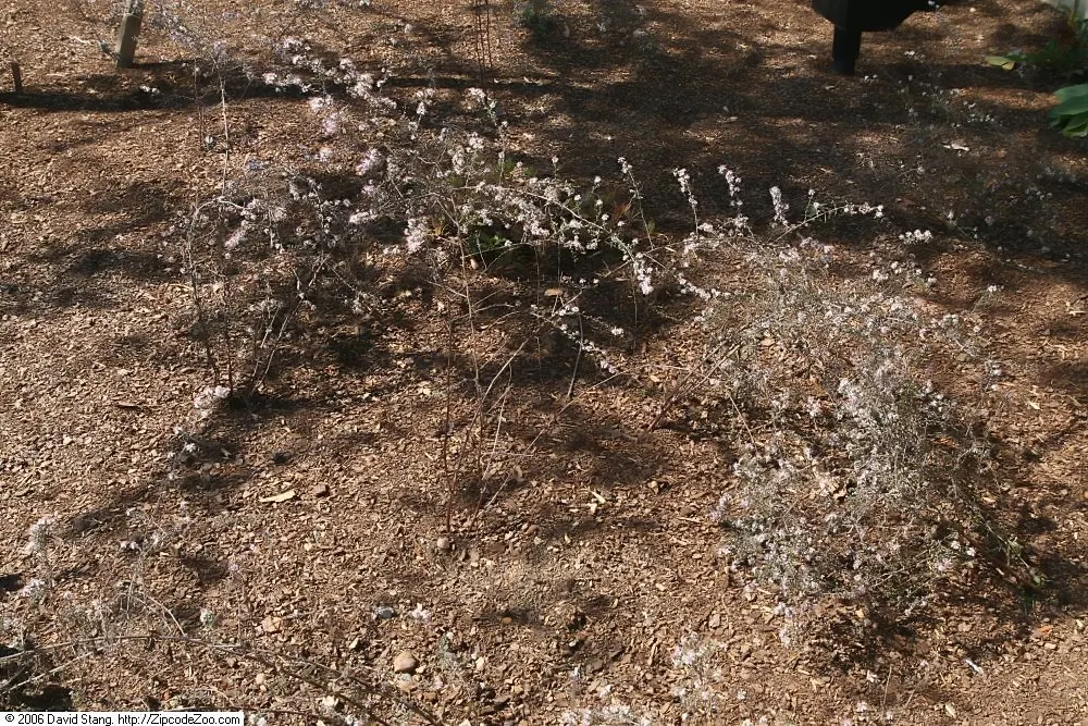 Lady In Black Aster (Aster Lateriflorus 'Lady In Black') — pink-tinged white blossoms that appear in profusion from late summer through fall.<br><br>The flower
