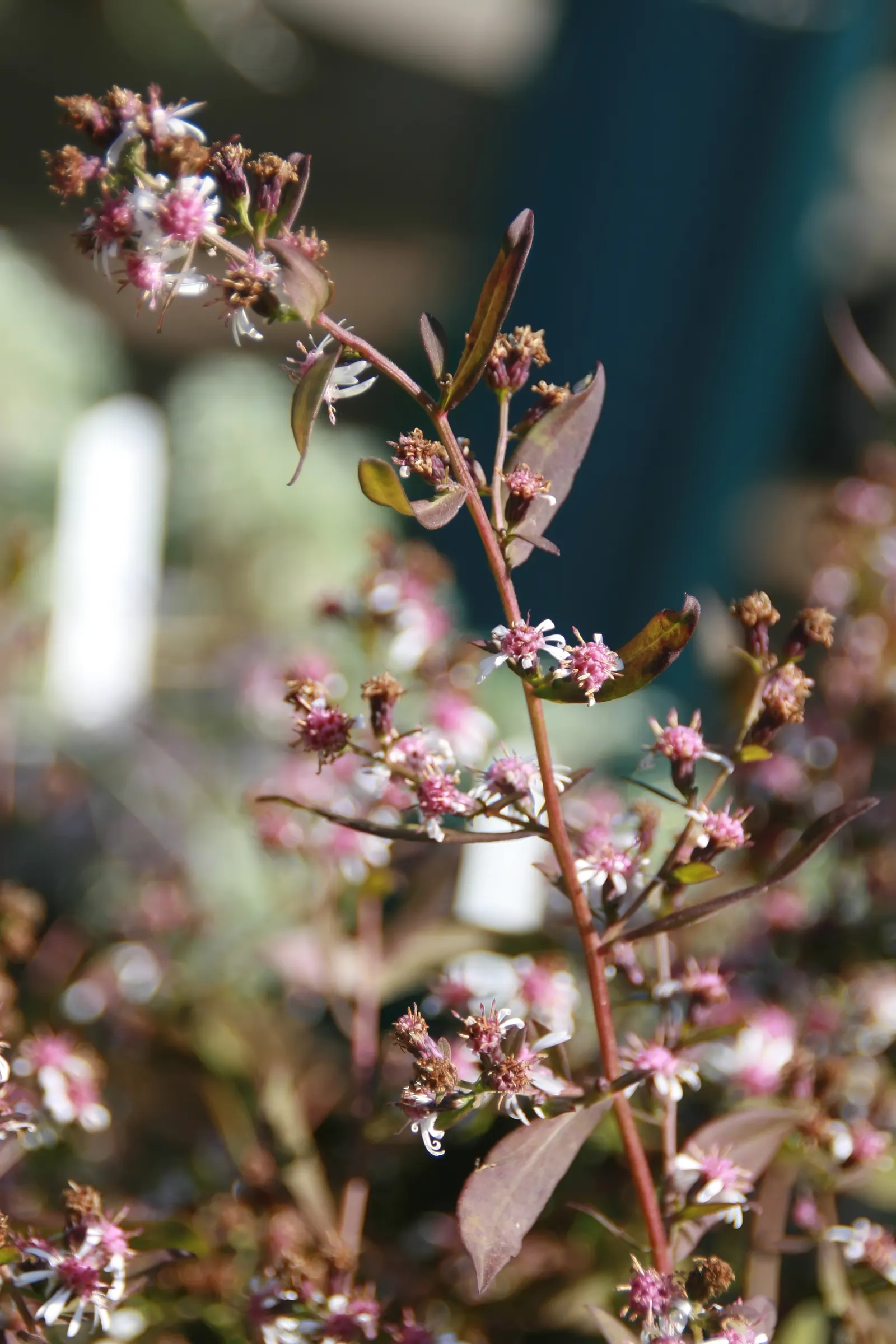 Lady In Black Aster (Aster Lateriflorus 'Lady In Black') — with a spread of roughly 2 to 3 feet