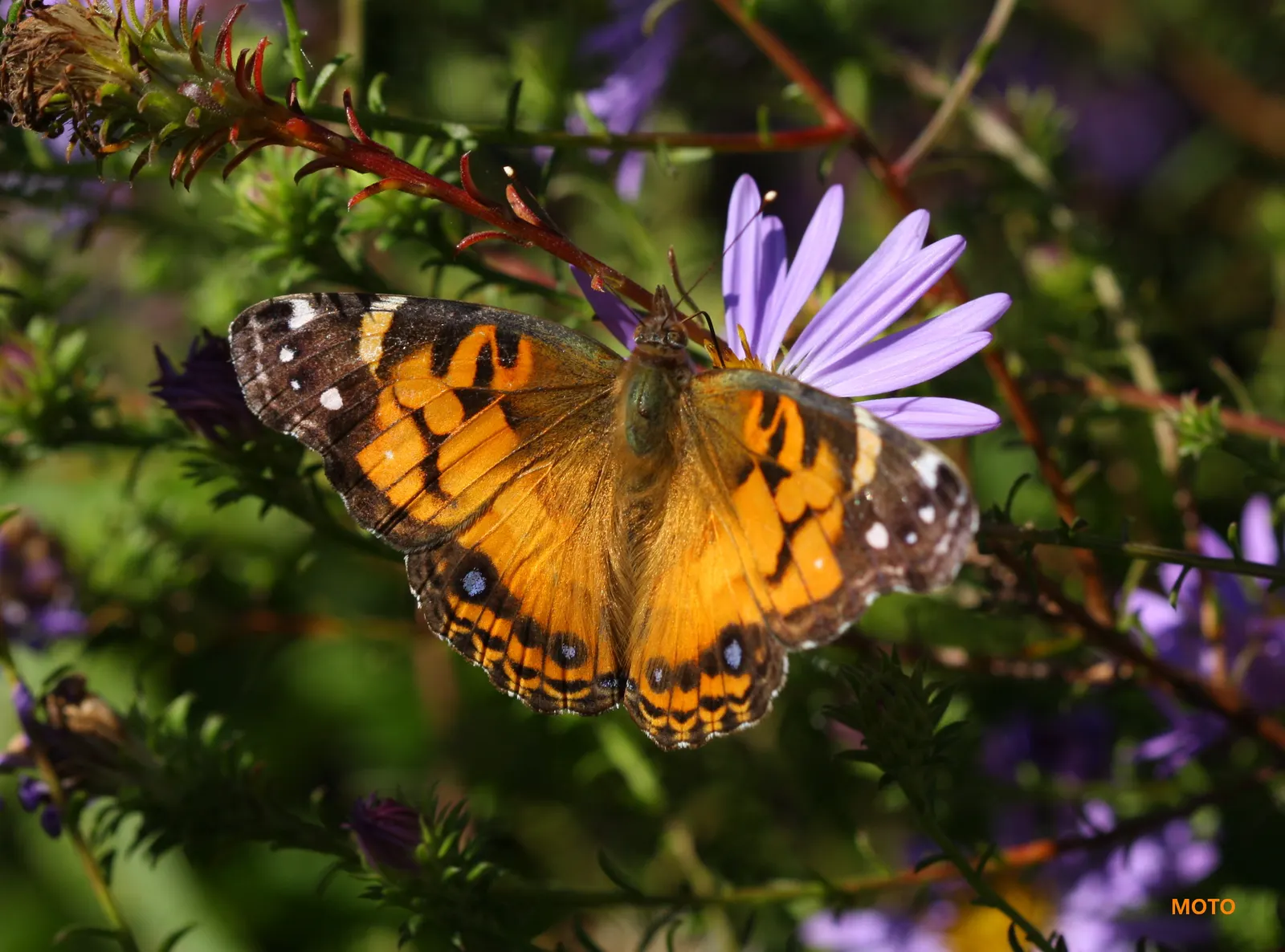 Lady In Black Aster (Aster Lateriflorus 'Lady In Black') — providing a striking contrast to the starry