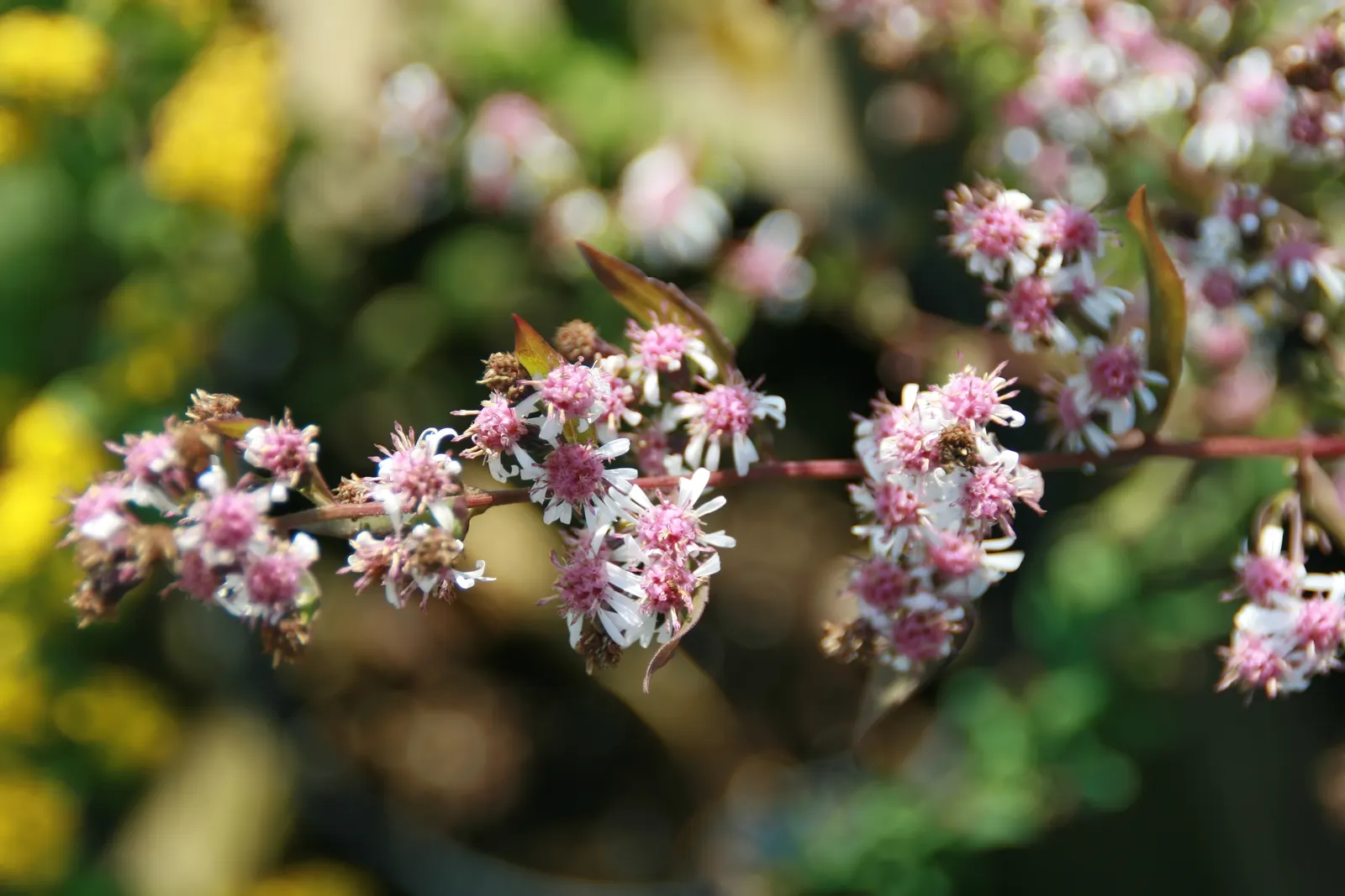 Lady In Black Aster (Aster Lateriflorus 'Lady In Black') — is a captivating perennial that offers a unique and enchanting presence in any landscape