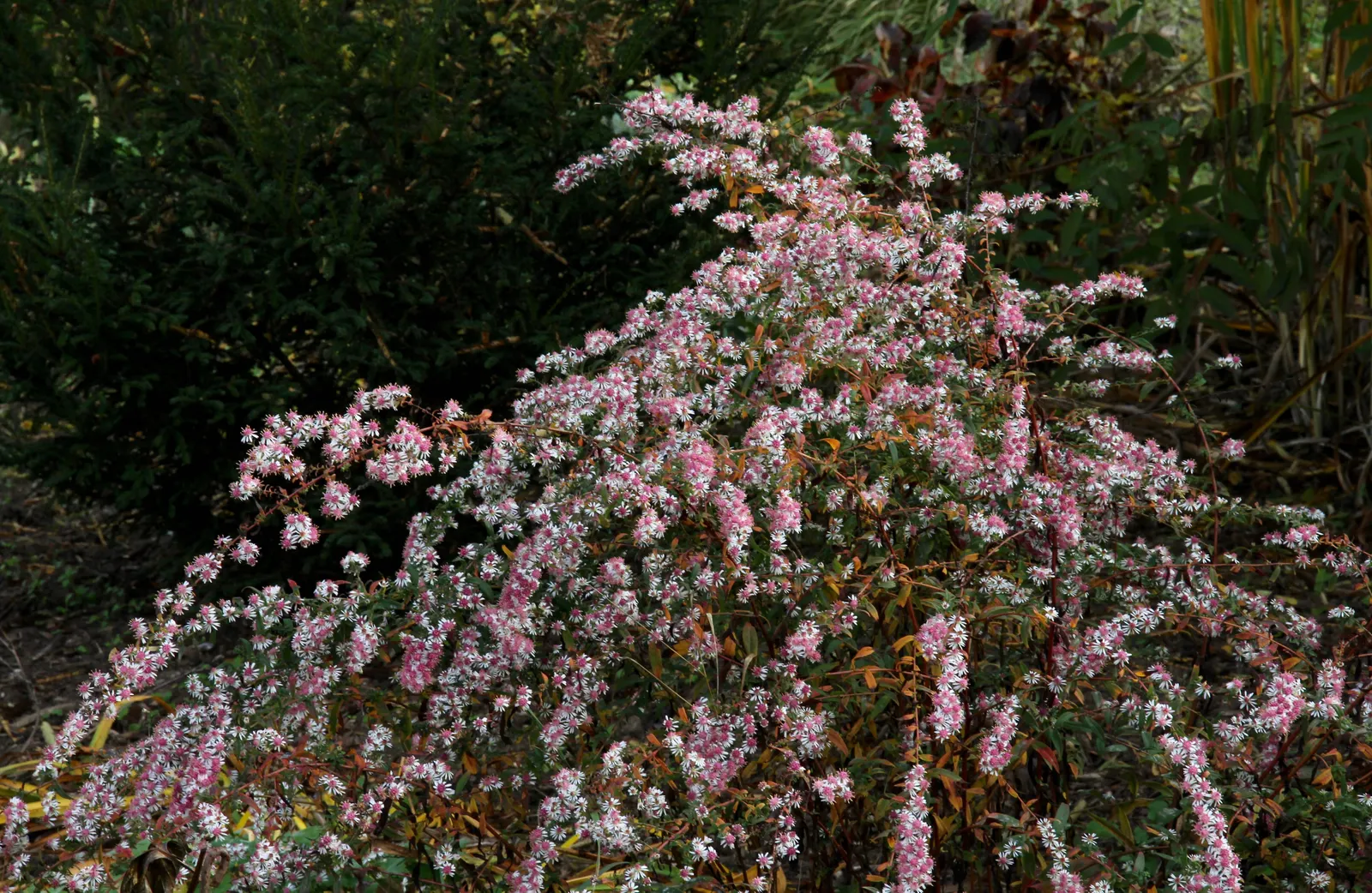 Lady In Black Aster (Aster Lateriflorus 'Lady In Black') — adding late-season color and texture to borders and naturalized areas